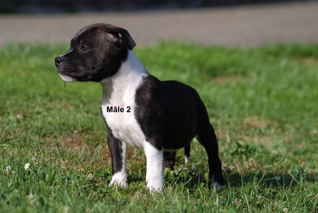 Marvel World Dog - Chiots disponibles - Staffordshire Bull Terrier