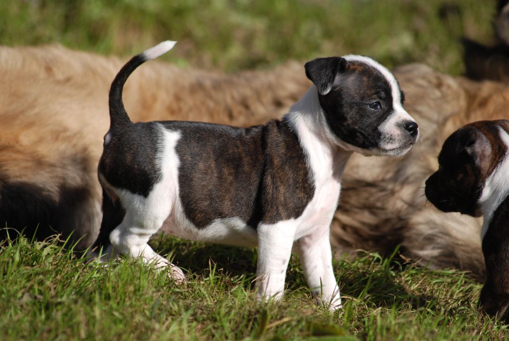 Marvel World Dog - Chiots disponibles - Staffordshire Bull Terrier