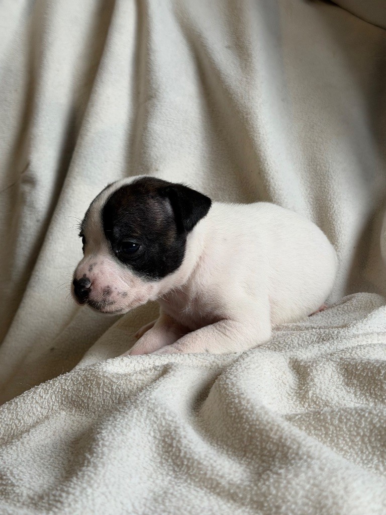 Marvel World Dog - Chiots disponibles - Staffordshire Bull Terrier