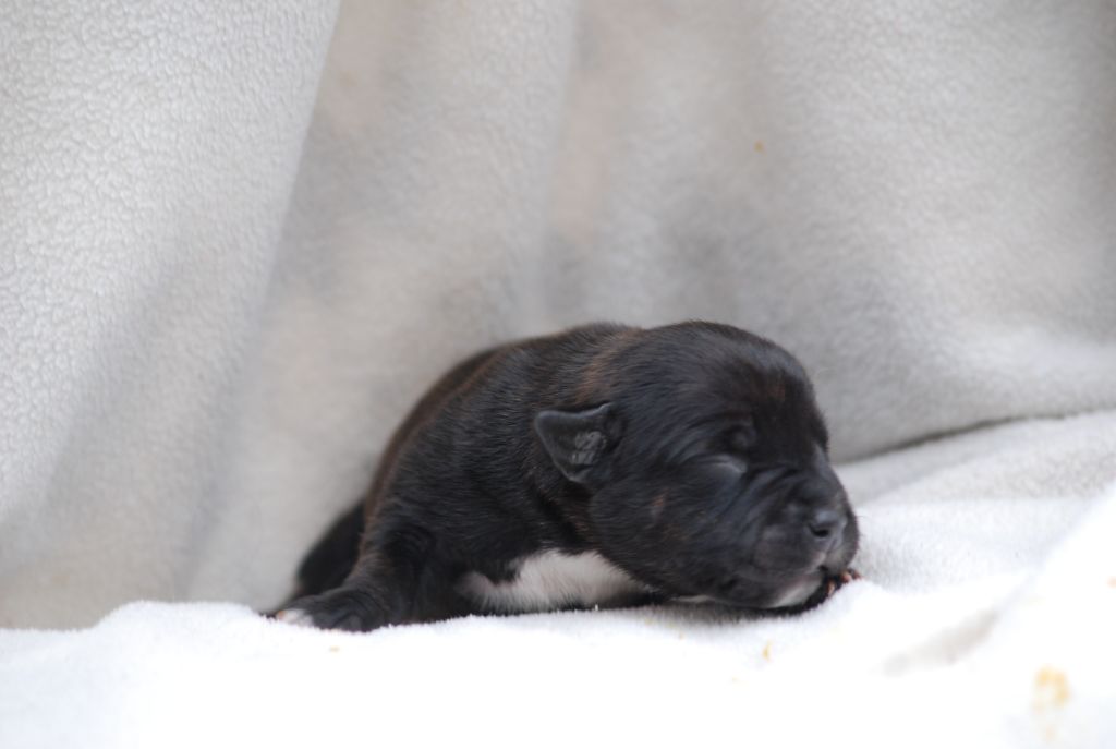 Marvel World Dog - Chiots disponibles - Staffordshire Bull Terrier