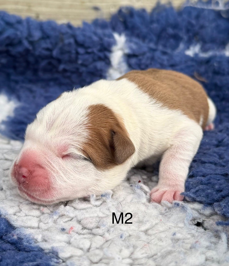 Marvel World Dog - Chiots disponibles - Staffordshire Bull Terrier