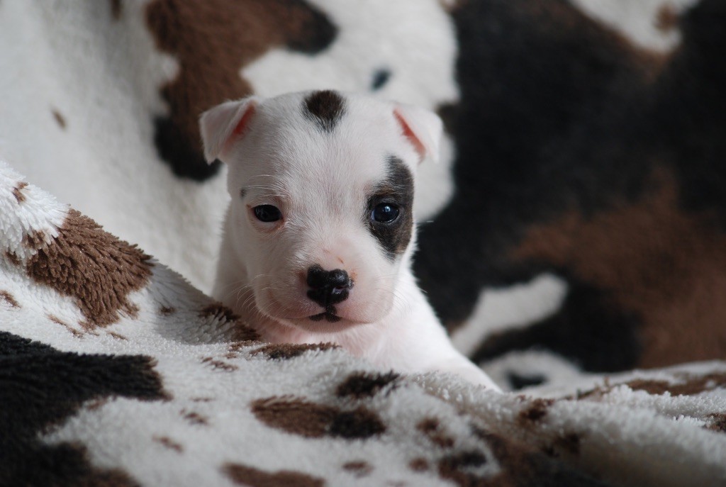 Marvel World Dog - Chiots disponibles - Staffordshire Bull Terrier