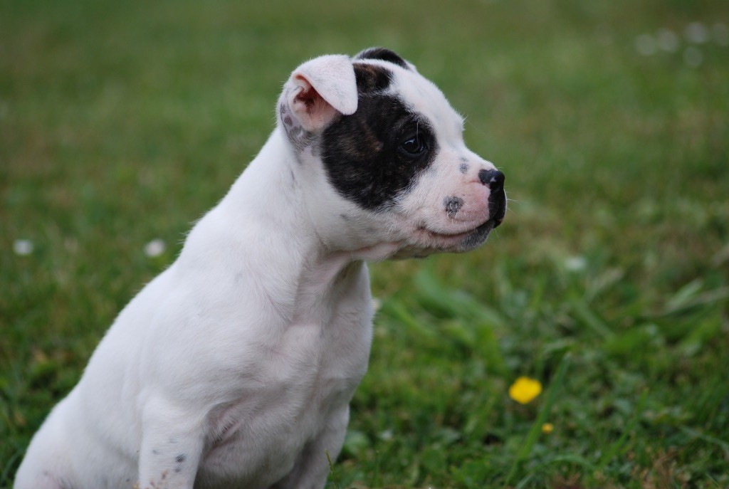 Marvel World Dog - Chiots disponibles - Staffordshire Bull Terrier
