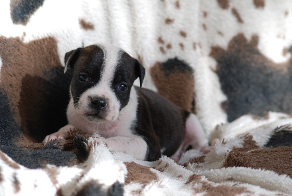 Marvel World Dog - Chiots disponibles - Staffordshire Bull Terrier