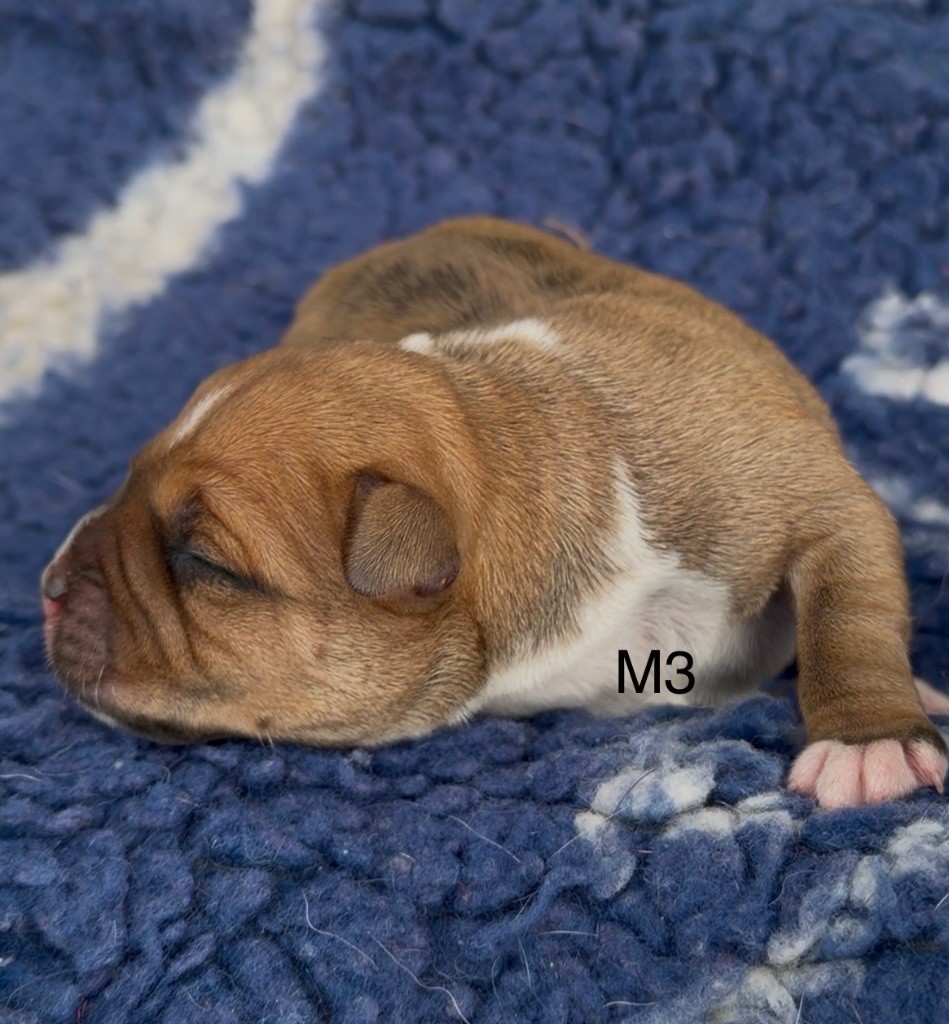 Marvel World Dog - Chiots disponibles - Staffordshire Bull Terrier