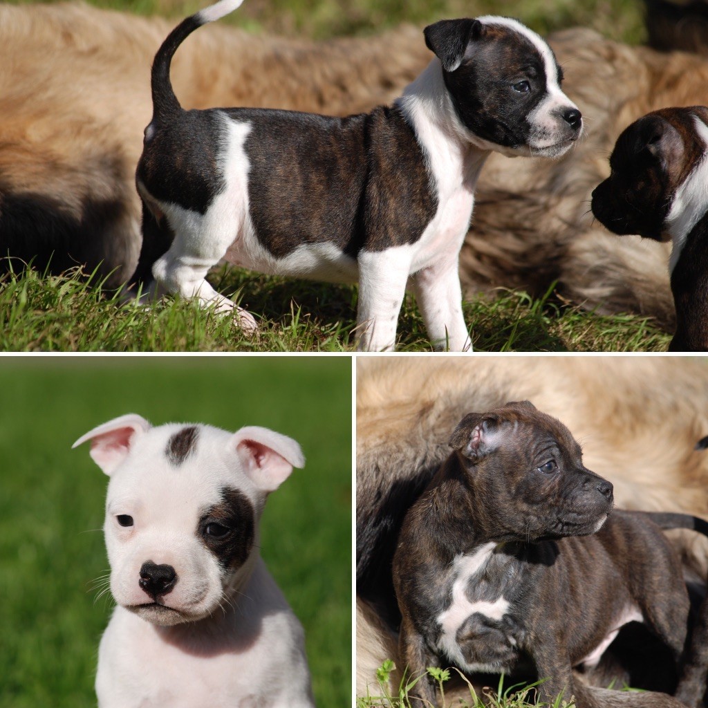 Chiot Staffordshire Bull Terrier Marvel World Dog
