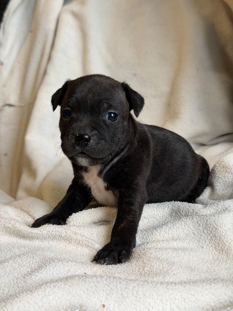Marvel World Dog - Chiots disponibles - Staffordshire Bull Terrier