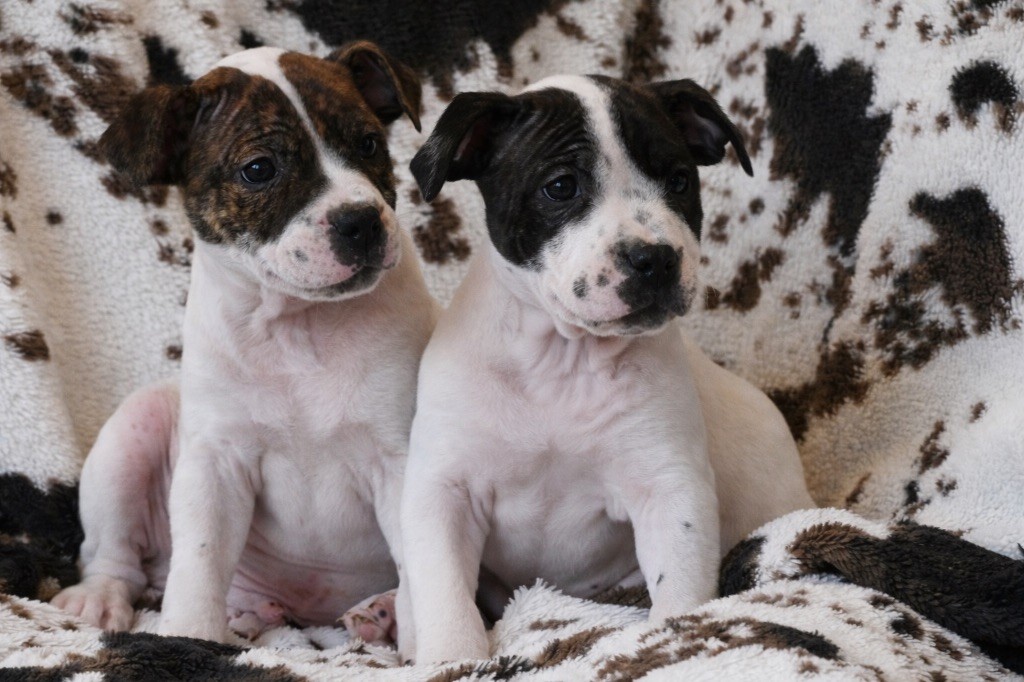 Marvel World Dog - Chiots disponibles - Staffordshire Bull Terrier
