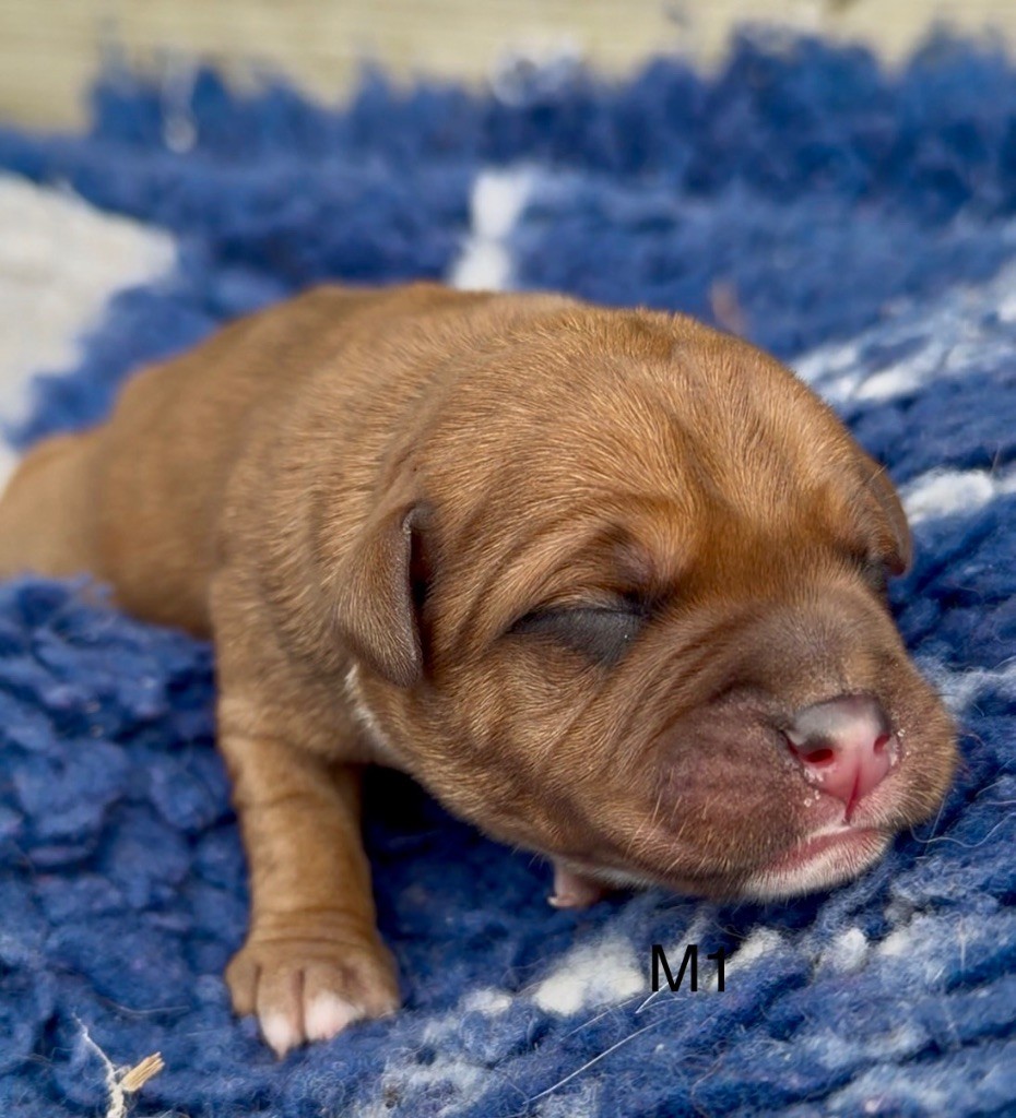 Marvel World Dog - Chiots disponibles - Staffordshire Bull Terrier