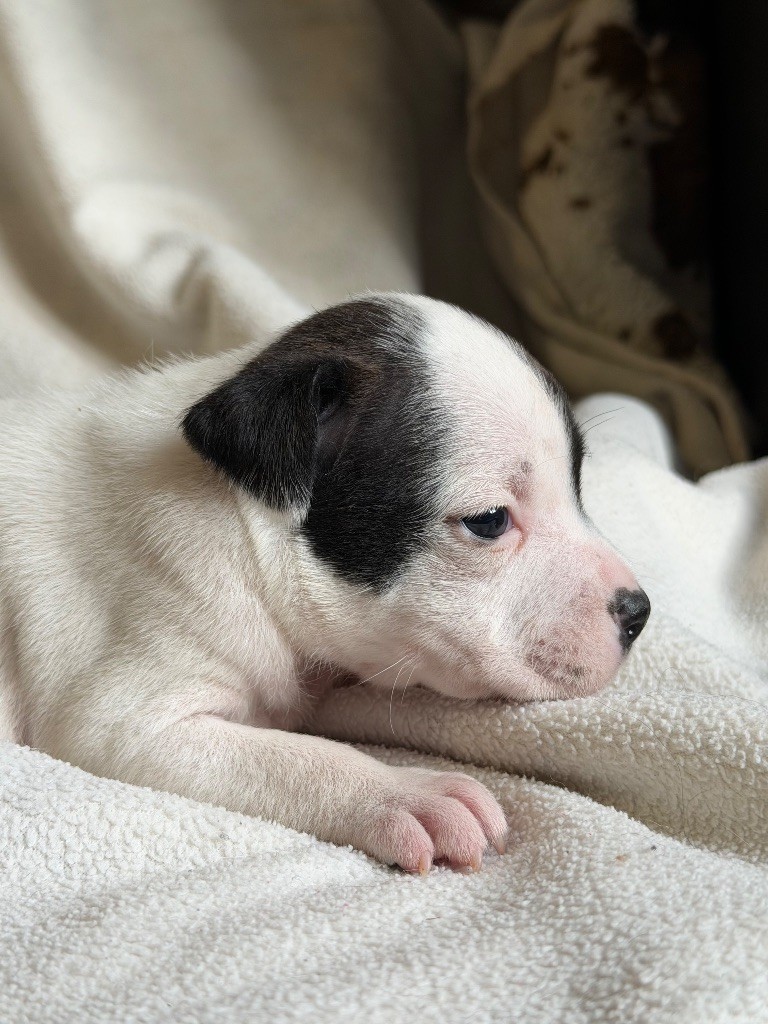 Marvel World Dog - Chiots disponibles - Staffordshire Bull Terrier