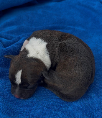 CHIOT 7
