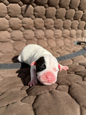 Chiot N°1