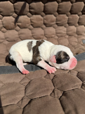 Chiot N°3