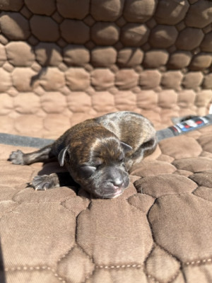 Chiot N°7