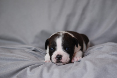 Chiot N°5