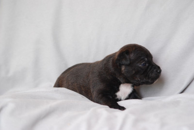 Chiot N°6