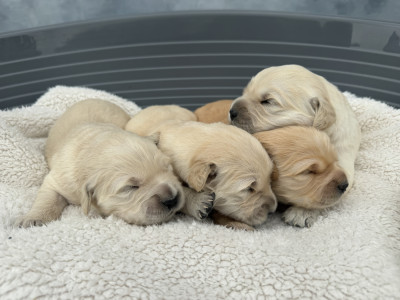 Chiot N°2