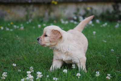 Chiot N°2