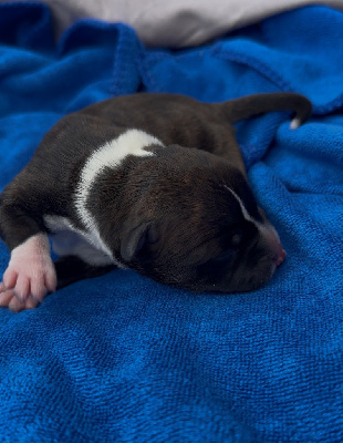 CHIOT 6
