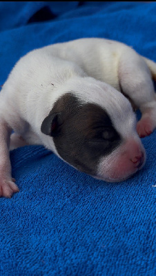 CHIOT 1