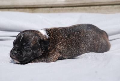 CHIOT 5