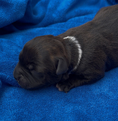 CHIOT 5