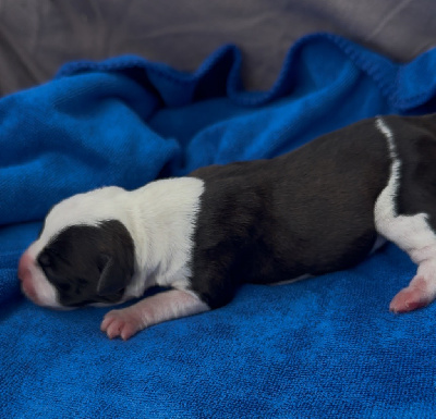 CHIOT 4