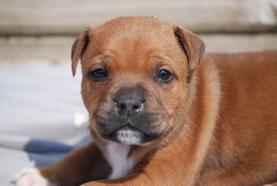 CHIOT 3