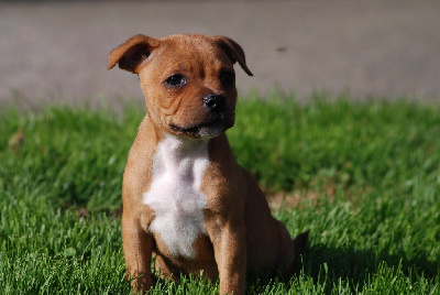 CHIOT 6