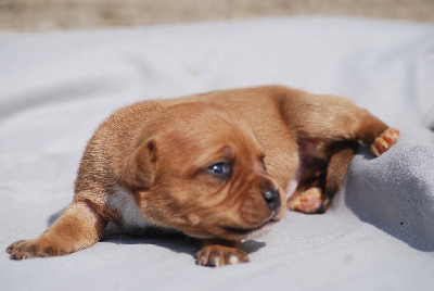 CHIOT 6