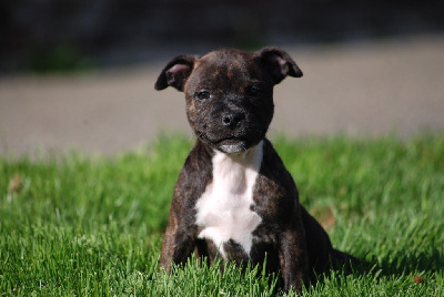 CHIOT 5