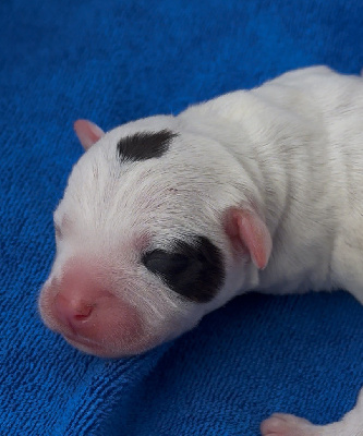 CHIOT 2