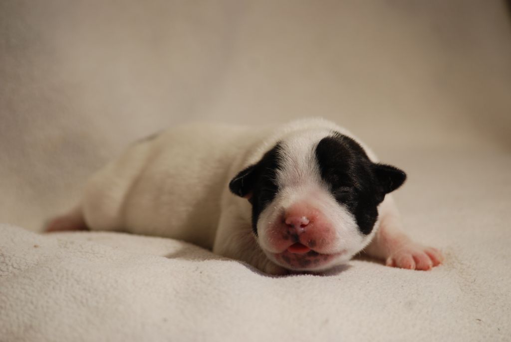 Marvel World Dog - Chiots disponibles - Staffordshire Bull Terrier