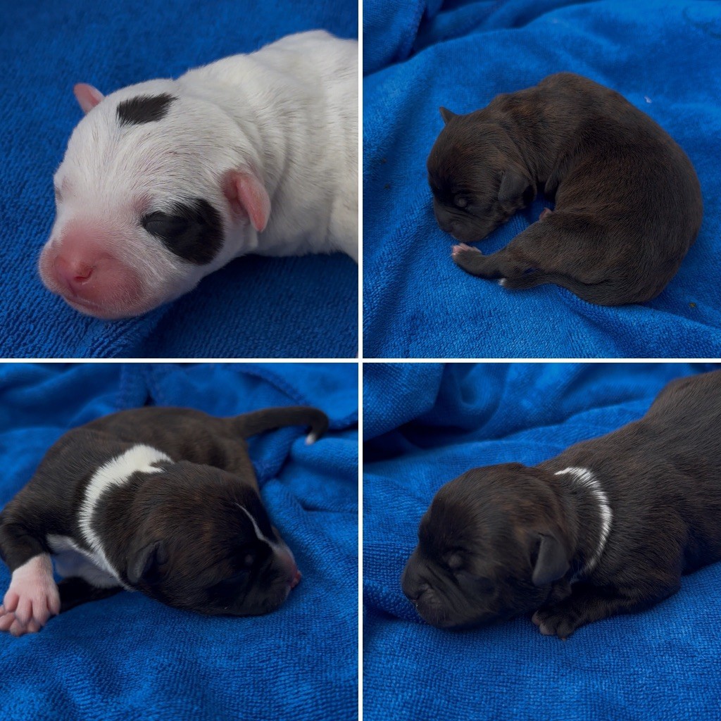 Chiot Staffordshire Bull Terrier Marvel World Dog