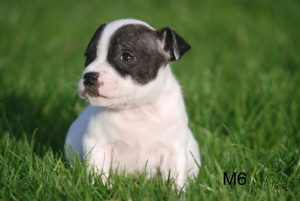 Marvel World Dog - Chiots disponibles - Staffordshire Bull Terrier