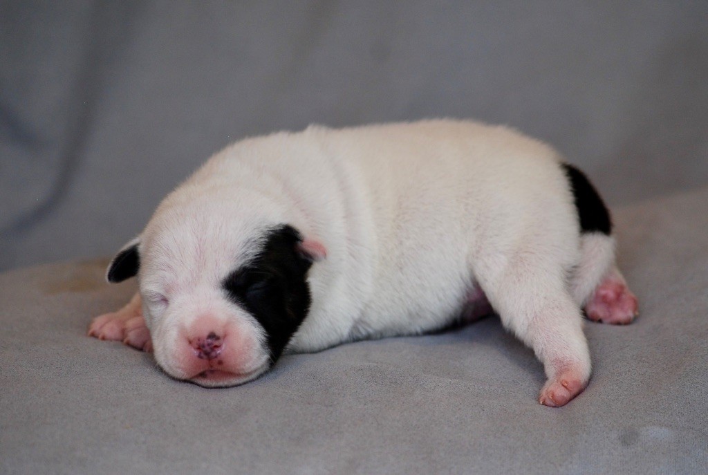 Marvel World Dog - Chiots disponibles - Staffordshire Bull Terrier