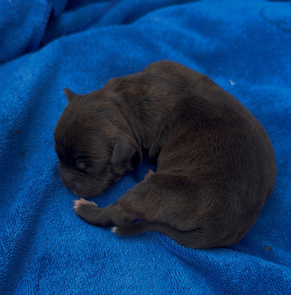 Marvel World Dog - Chiots disponibles - Staffordshire Bull Terrier