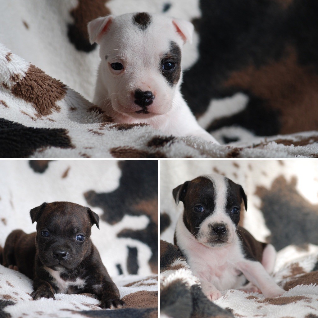 Marvel World Dog - Staffordshire Bull Terrier - Portée née le 23/09/2025