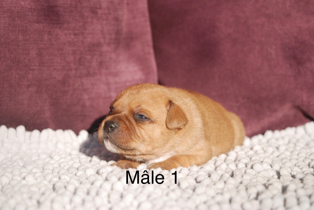 Marvel World Dog - Chiots disponibles - Staffordshire Bull Terrier