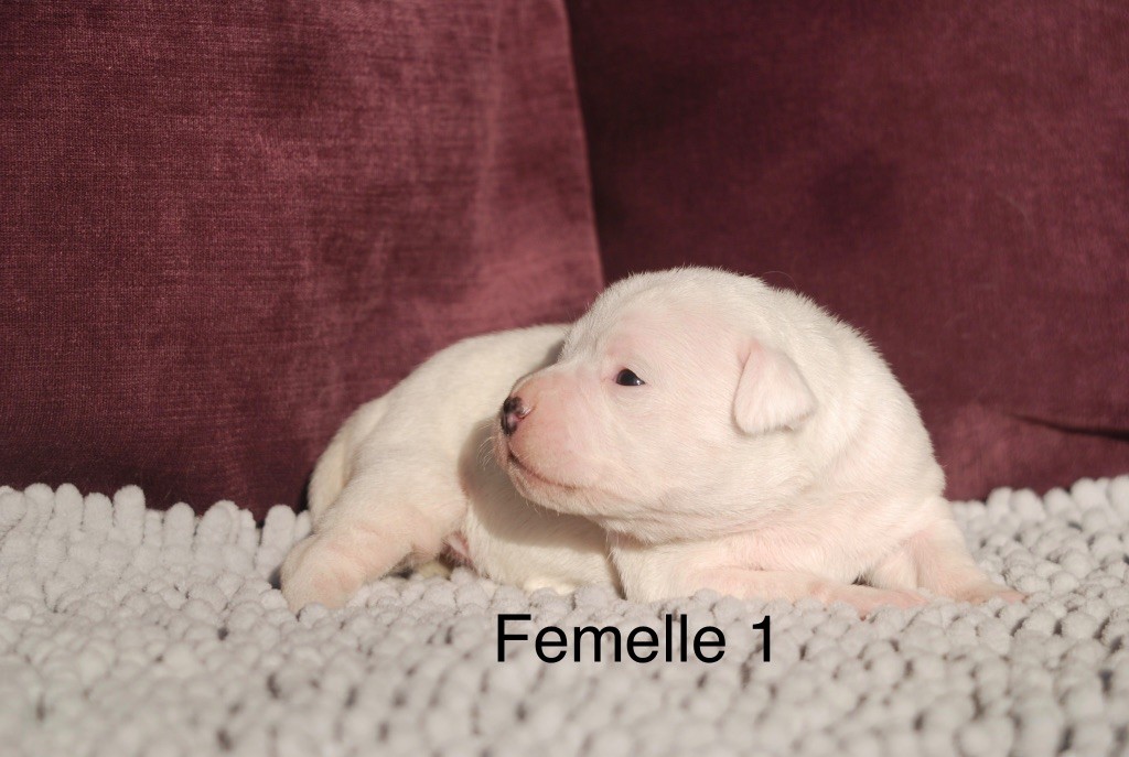 Marvel World Dog - Chiots disponibles - Staffordshire Bull Terrier