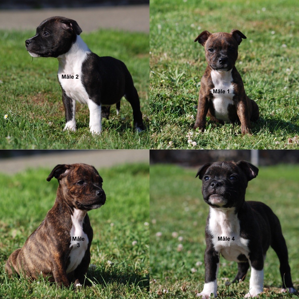 Chiot Staffordshire Bull Terrier Marvel World Dog