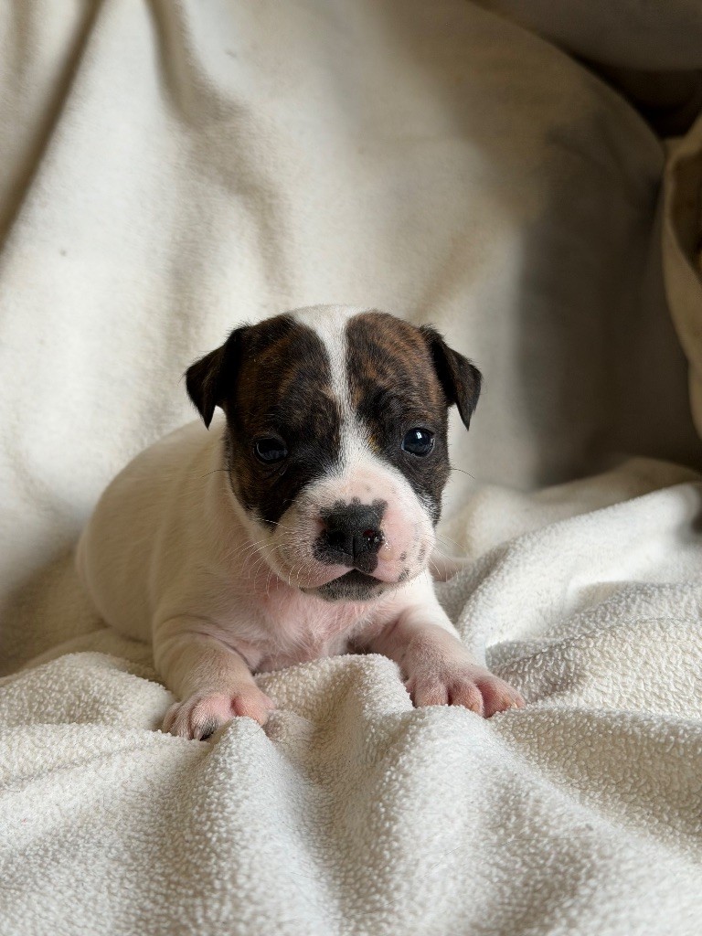 Marvel World Dog - Chiots disponibles - Staffordshire Bull Terrier