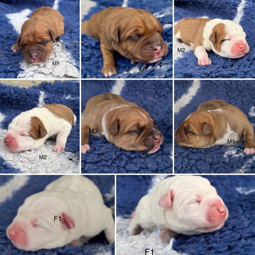 Chiot Staffordshire Bull Terrier Marvel World Dog