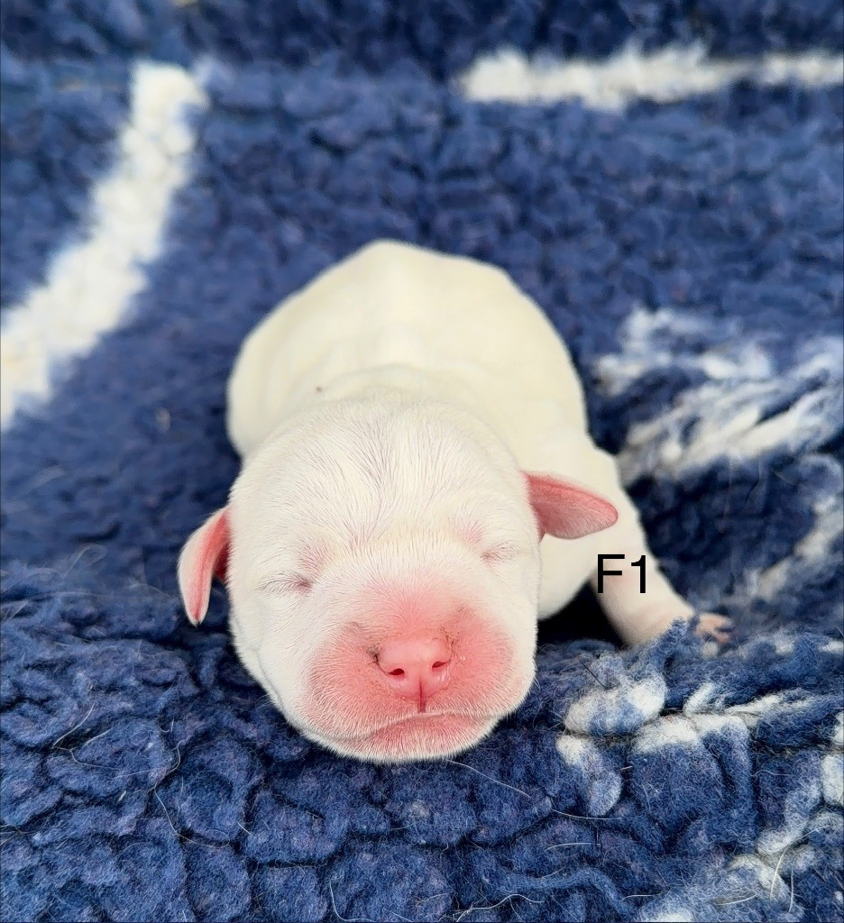 Marvel World Dog - Chiots disponibles - Staffordshire Bull Terrier