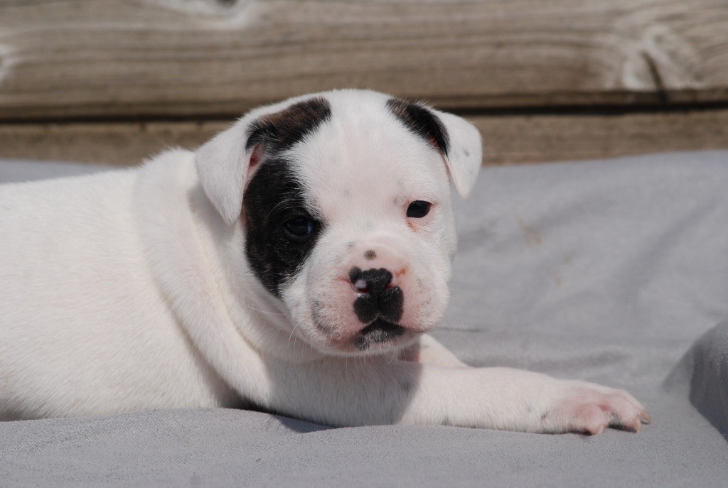 Marvel World Dog - Chiots disponibles - Staffordshire Bull Terrier