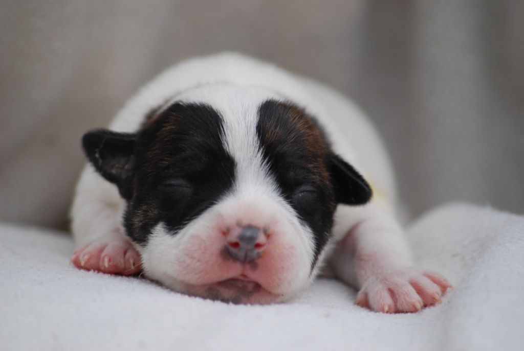 Marvel World Dog - Chiots disponibles - Staffordshire Bull Terrier