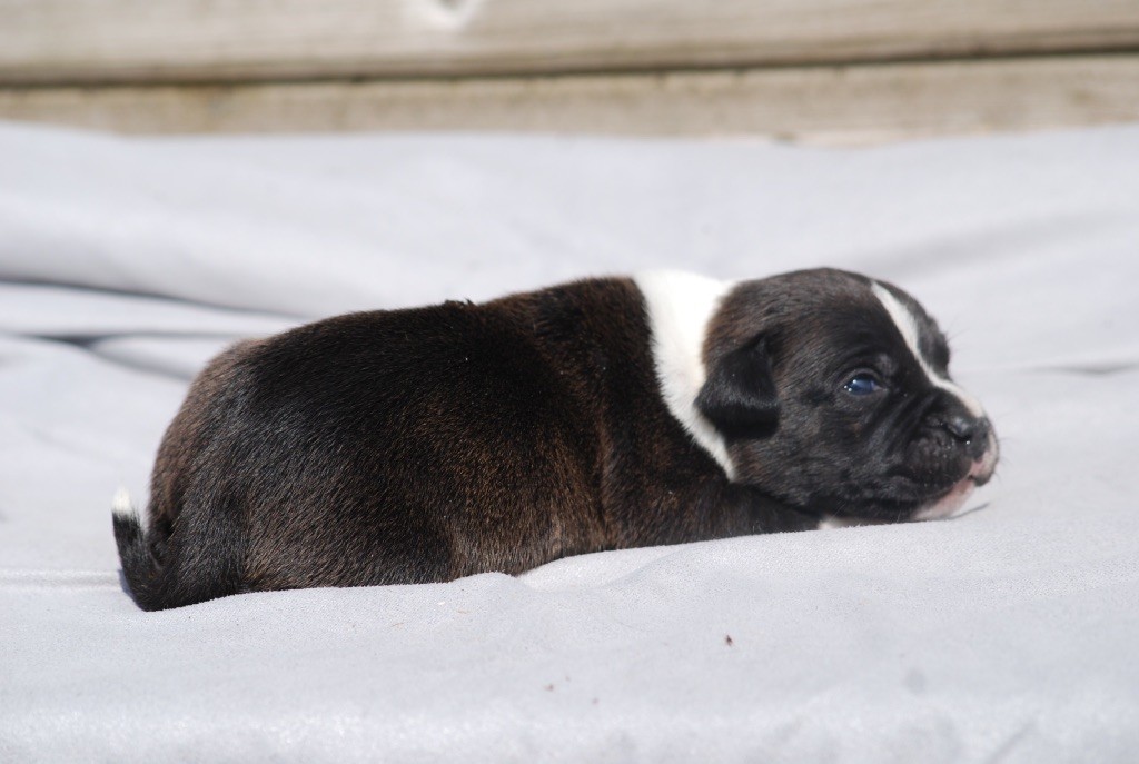 Marvel World Dog - Chiots disponibles - Staffordshire Bull Terrier