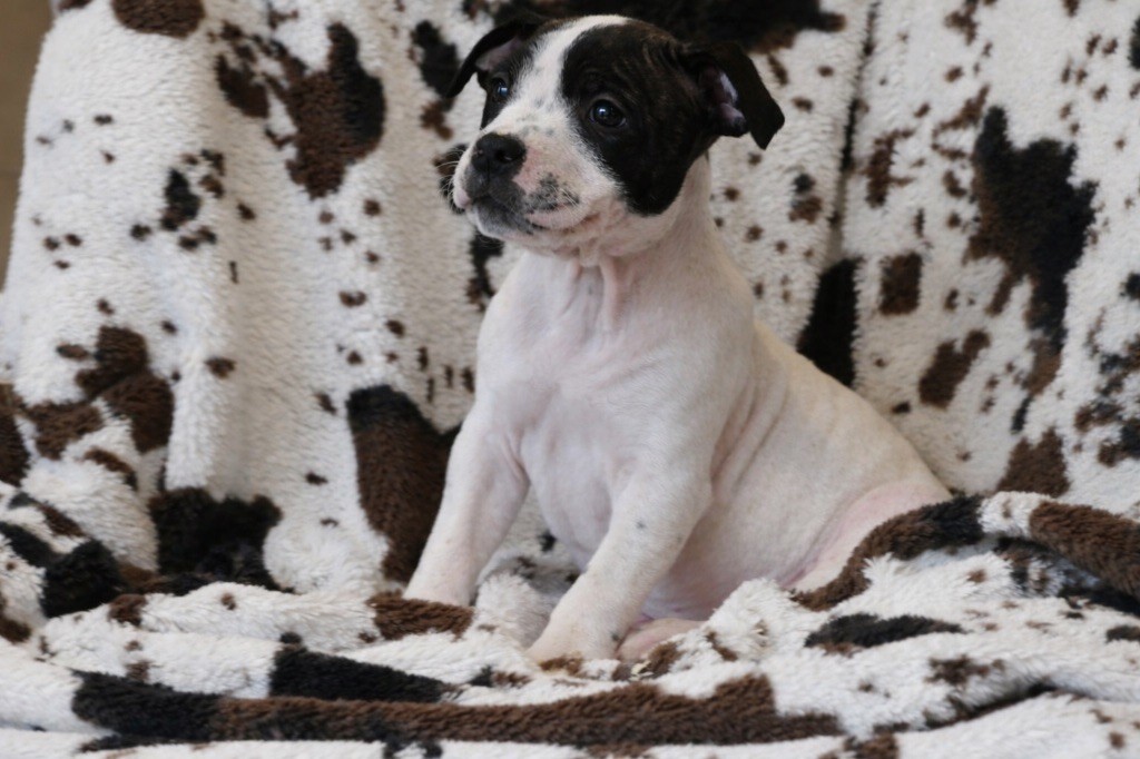 Marvel World Dog - Chiots disponibles - Staffordshire Bull Terrier
