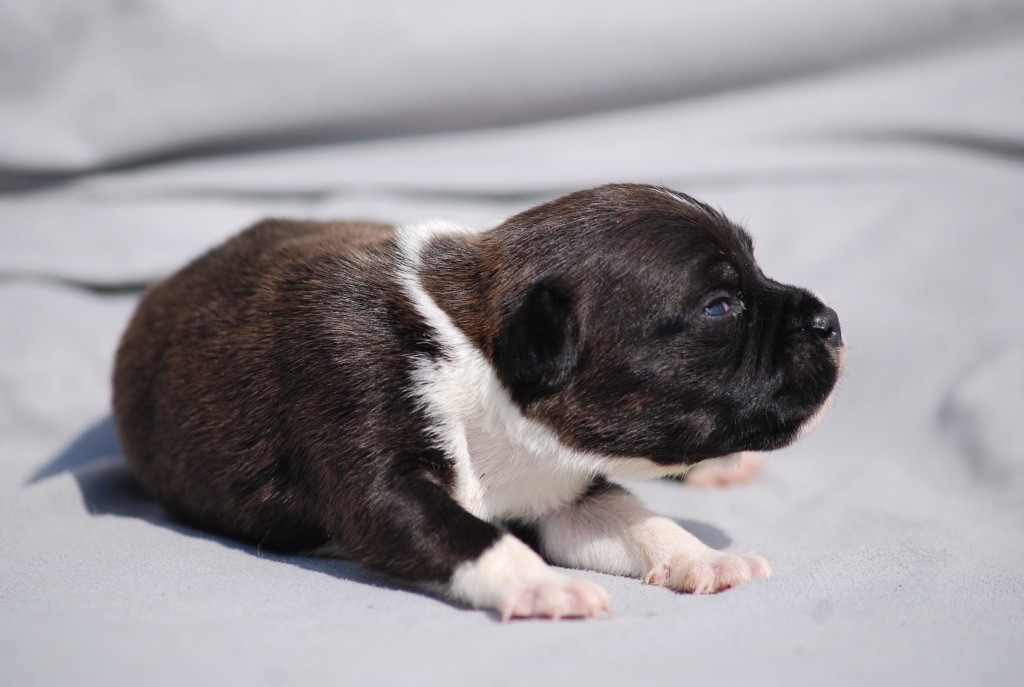 Marvel World Dog - Chiots disponibles - Staffordshire Bull Terrier