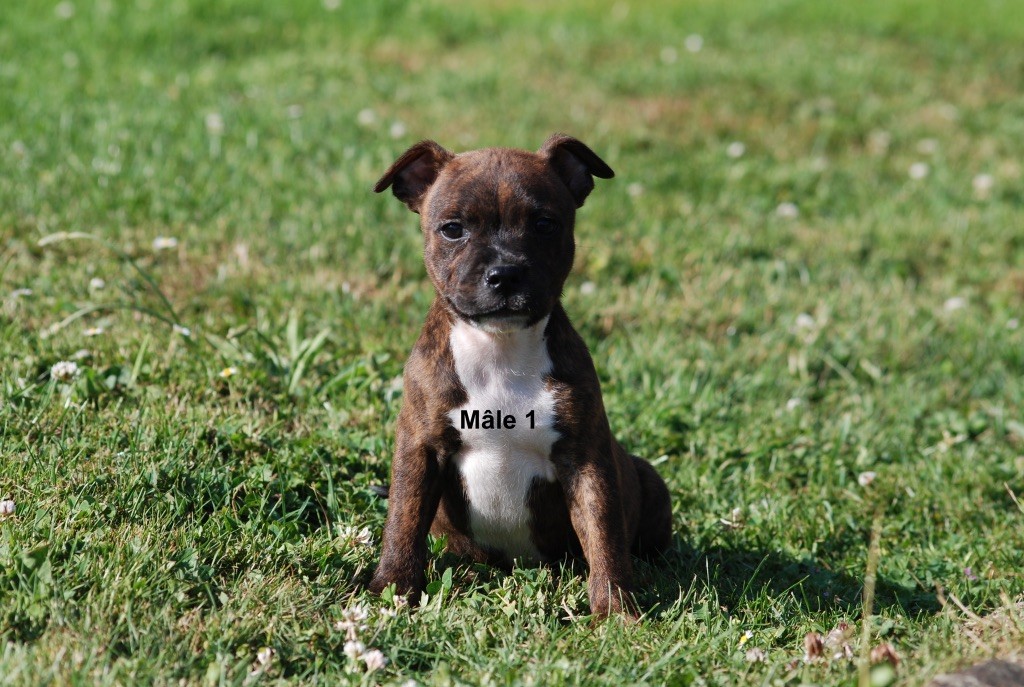 Marvel World Dog - Chiots disponibles - Staffordshire Bull Terrier
